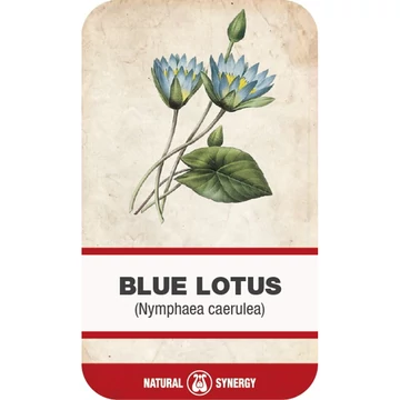 Kék lótusz (Nymphaea caerula) virágzat Kék lótusz (Nymphaea caerula) virágzat